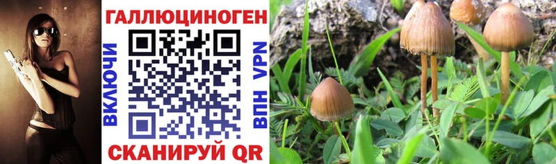 гидра сайт  Шилка  Псилоцибиновые грибы Cubensis 